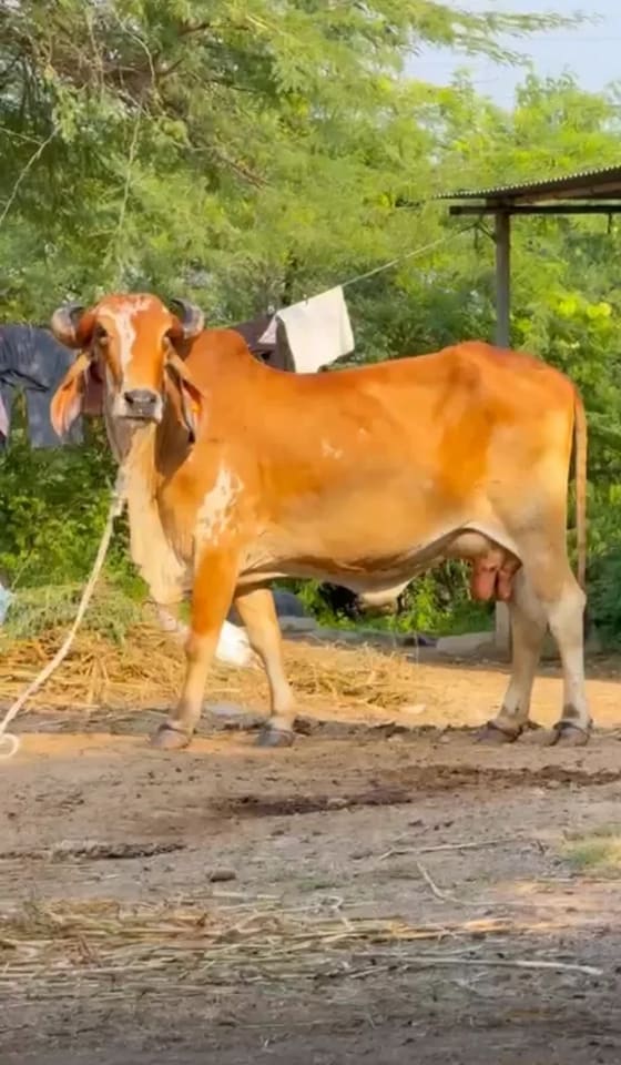 Gir Cow G2150 in  GUJARAT