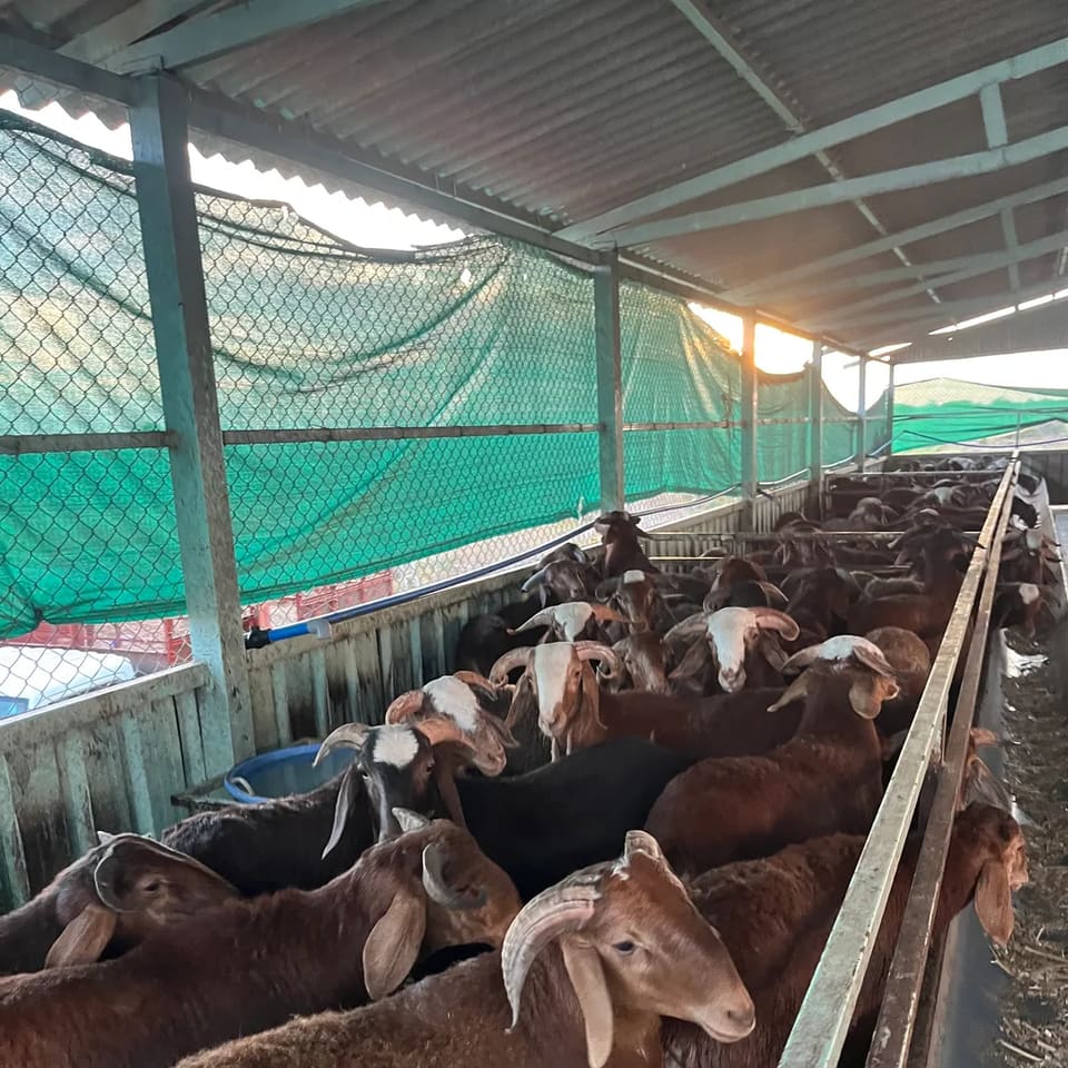 Kenguri Sheep O0097 in  KARNATAKA