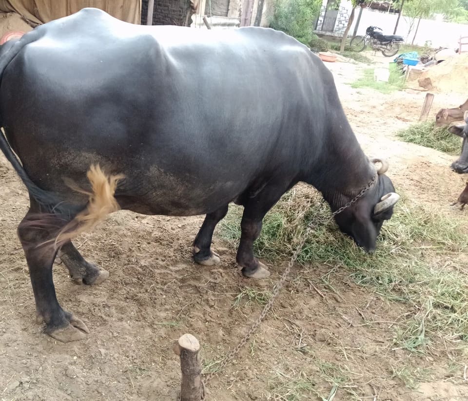 Murrah Buffalo in  RAJASTHAN