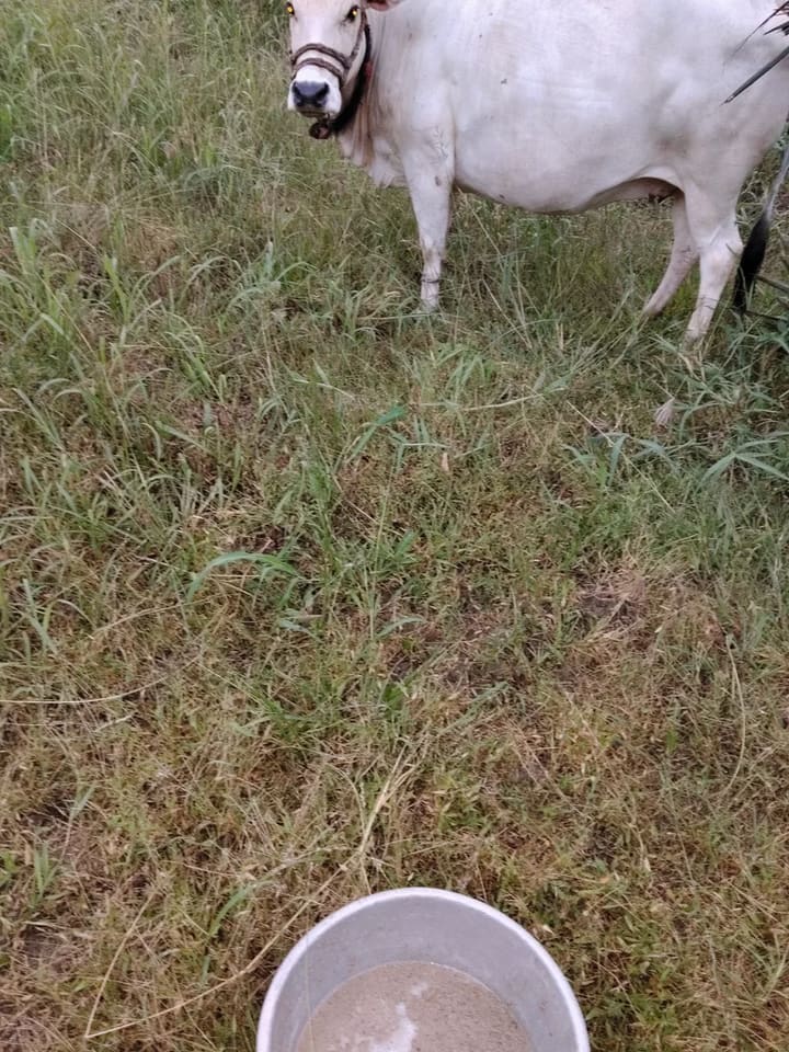 Punganur  Cow P0234 in  ANDHRA PRADESH