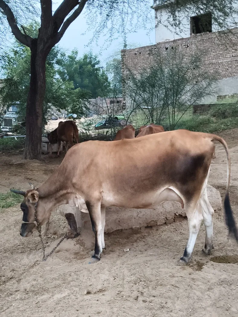 Jersey Cow J1583 in RAJASTHAN
