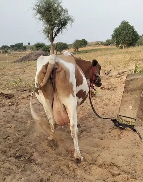 HF Cow in  RAJASTHAN