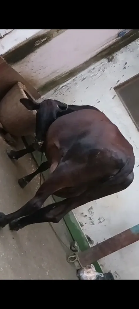 Others Cow in  UTTAR PRADESH
