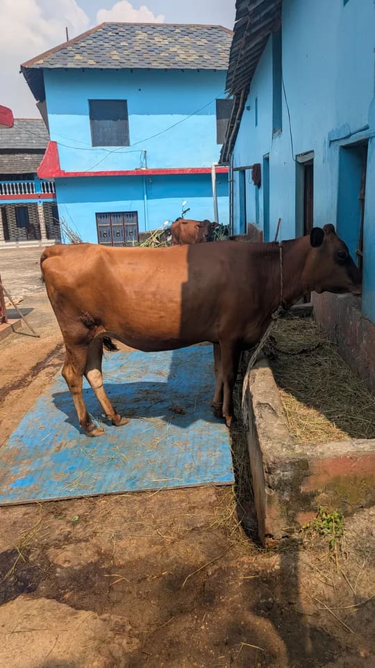 Jersey Cow J1591 in  HIMACHAL PRADESH