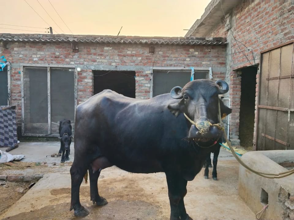Murrah Buffalo in  PUNJAB