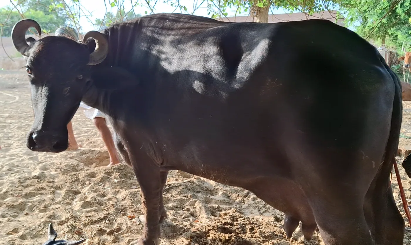 Murrah Buffalo in  RAJASTHAN