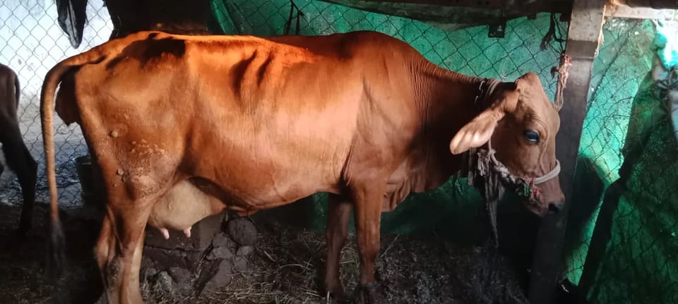 HF Cow in  GUJARAT