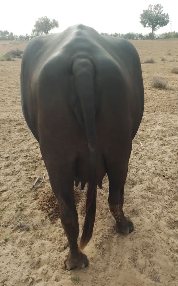 Others Buffalo in  RAJASTHAN