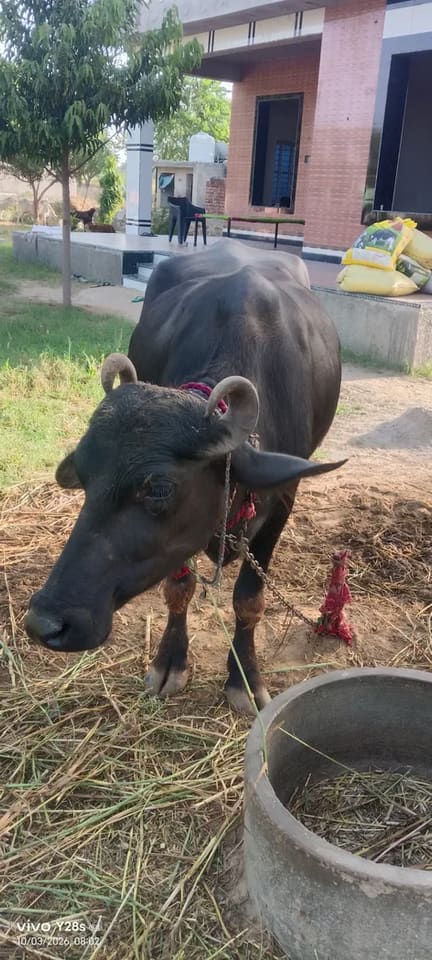 Others Buffalo in  RAJASTHAN