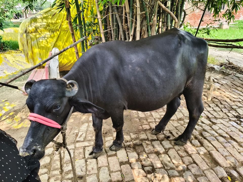 Murrah Buffalo M4710 in  UTTAR PRADESH