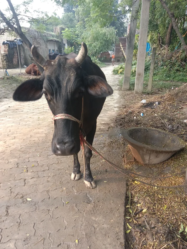 जर्सी एचएफ क्रॉस Cow O0586 in  UTTAR PRADESH