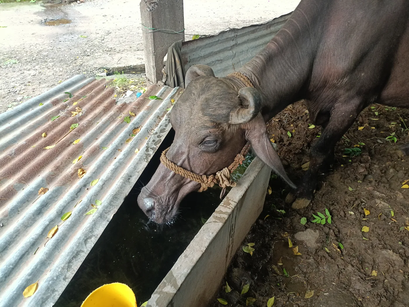 Banni  Buffalo in  MADHYA PRADESH