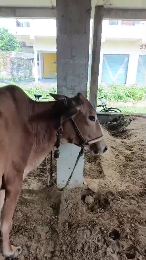 Jersey Cow J1581 in  UTTAR PRADESH