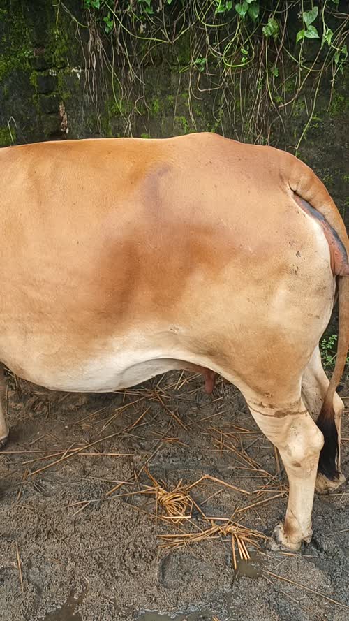 Gir Cow G2125 in  JHARKHAND