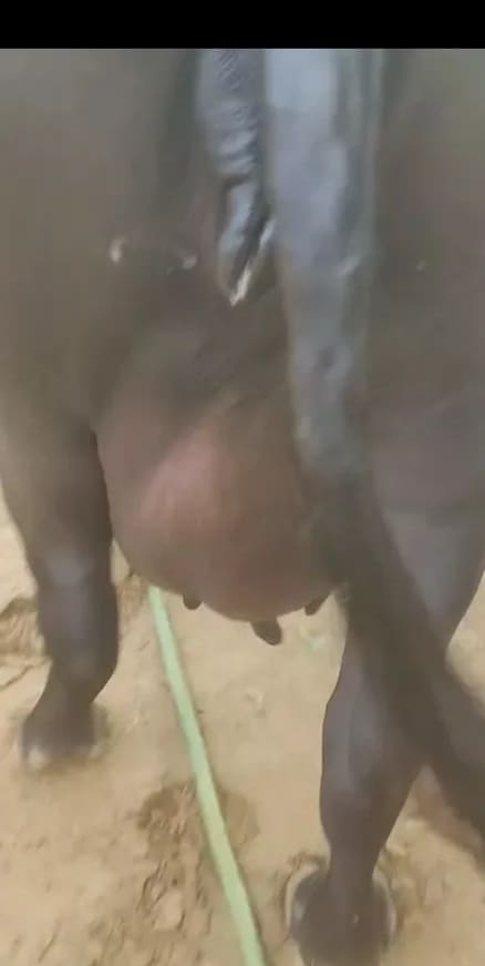 Others Buffalo in  RAJASTHAN