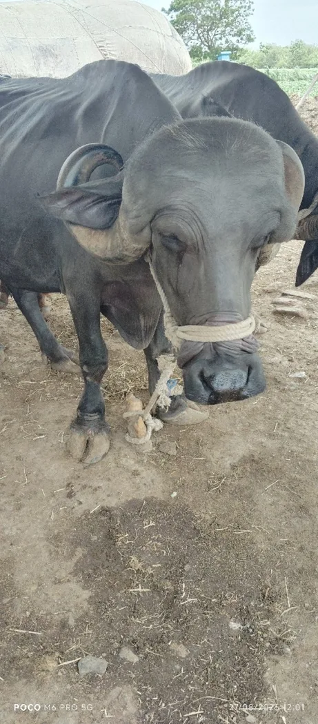 Jafarabadi Buffalo J0460 in GUJARAT