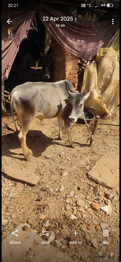 Others Cow in  MADHYA PRADESH