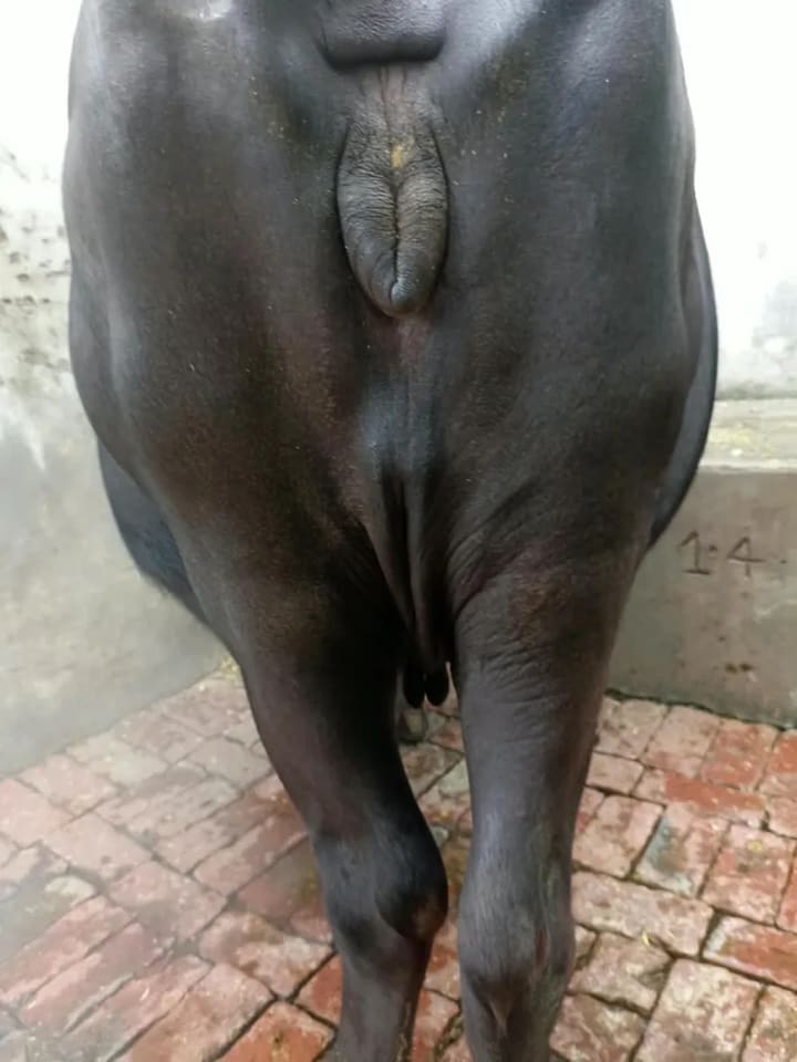 Murrah Buffalo in  UTTAR PRADESH