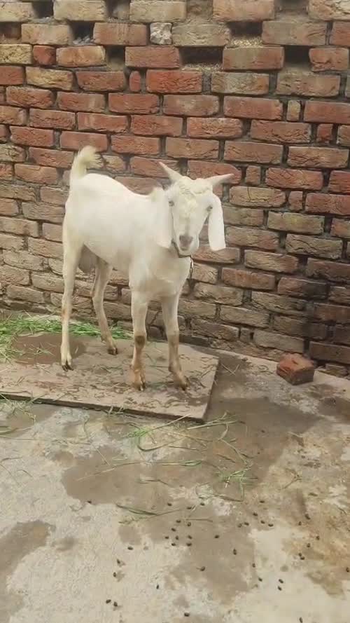 Barbari Goat B0507 in  HARYANA
