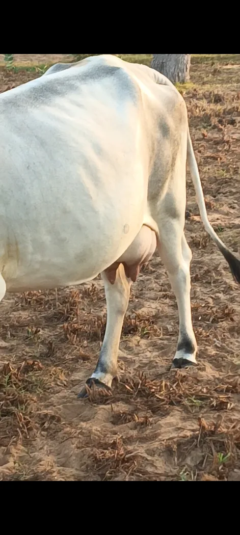 Others Cow in  RAJASTHAN