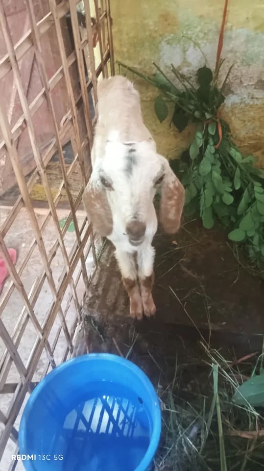 Malabari Goat in  KARNATAKA