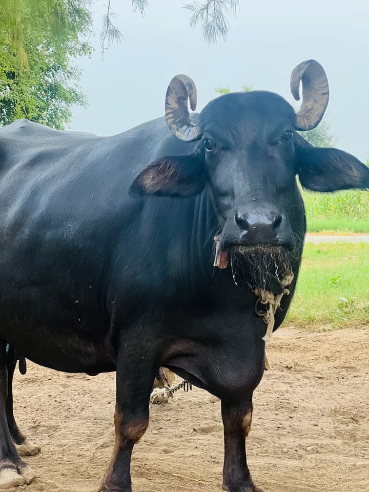 Others Buffalo in  RAJASTHAN