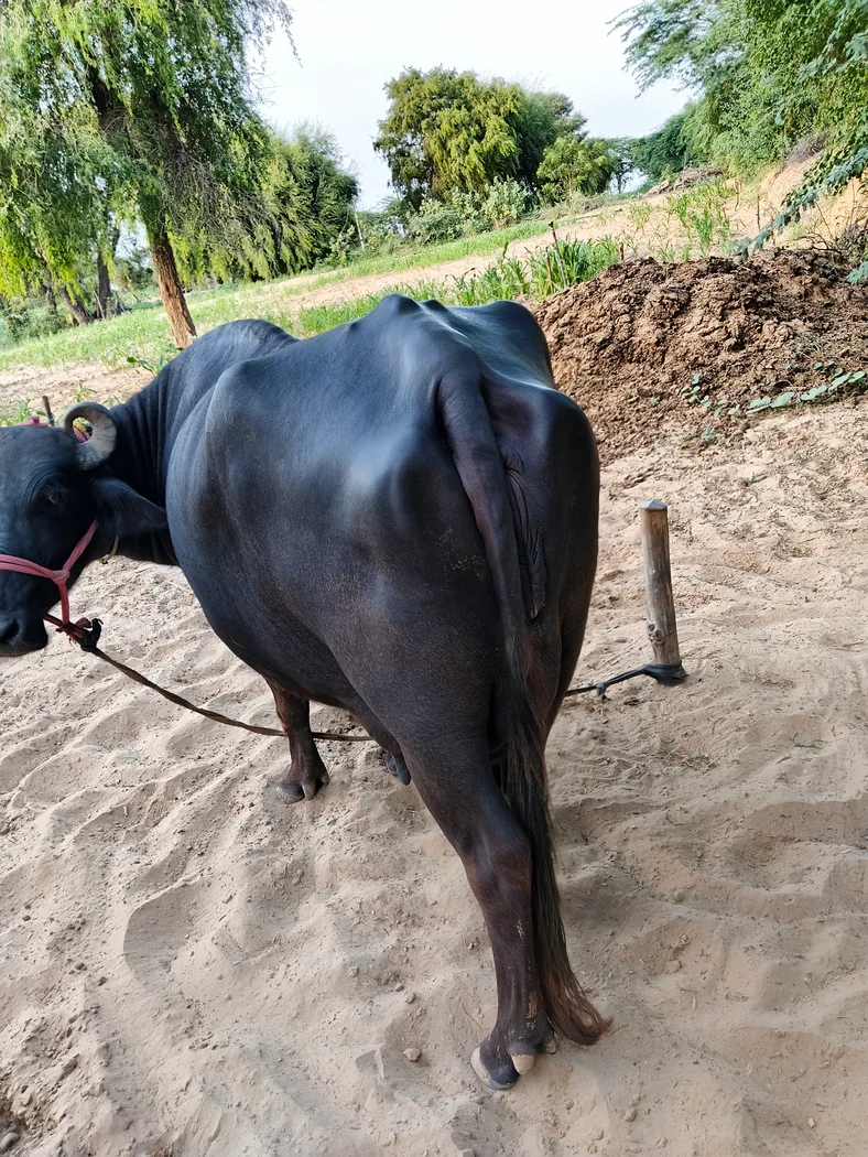 Murrah Buffalo in  RAJASTHAN