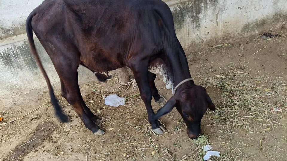 Rathi Cow R0511 in  RAJASTHAN