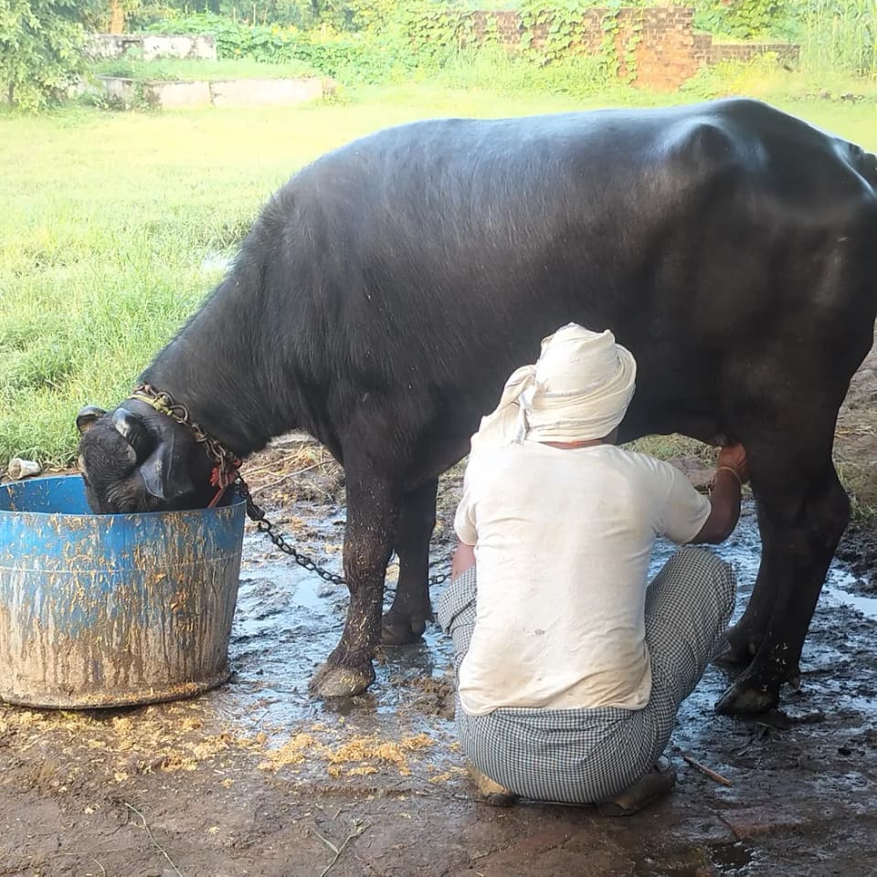 Murrah Buffalo in  UTTAR PRADESH