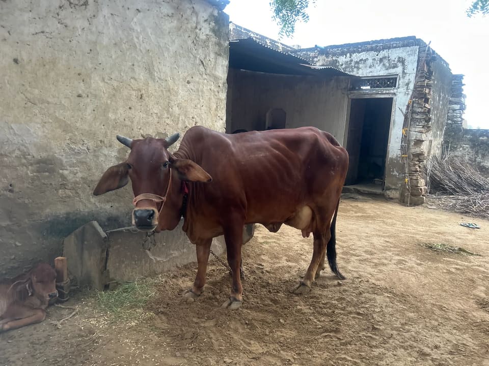Sahiwal Cow S1914 in  RAJASTHAN