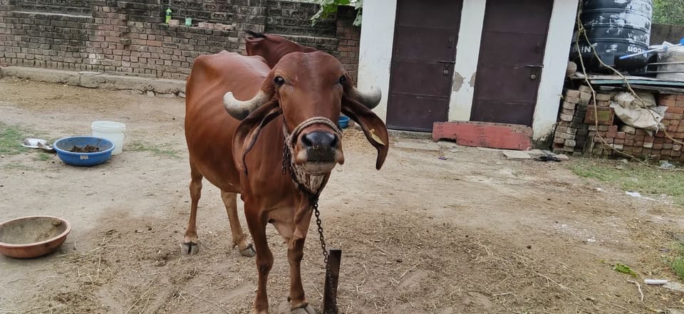 Gir Cow in  RAJASTHAN