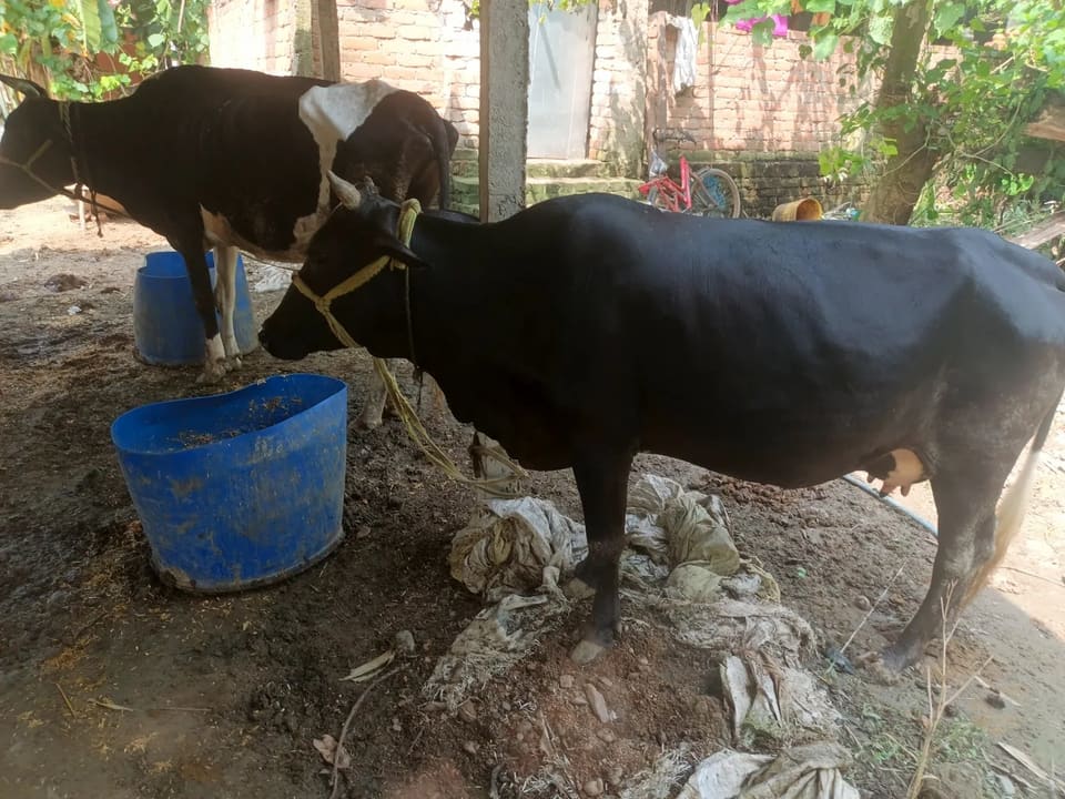 Gir Cow in  BIHAR