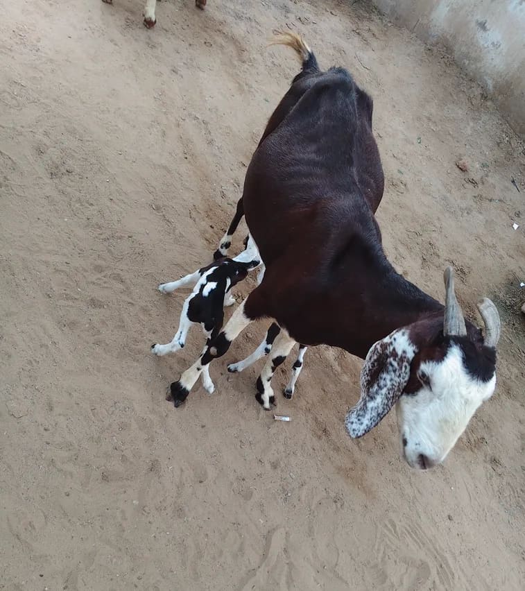 Nagouri Goat O0242 in  RAJASTHAN