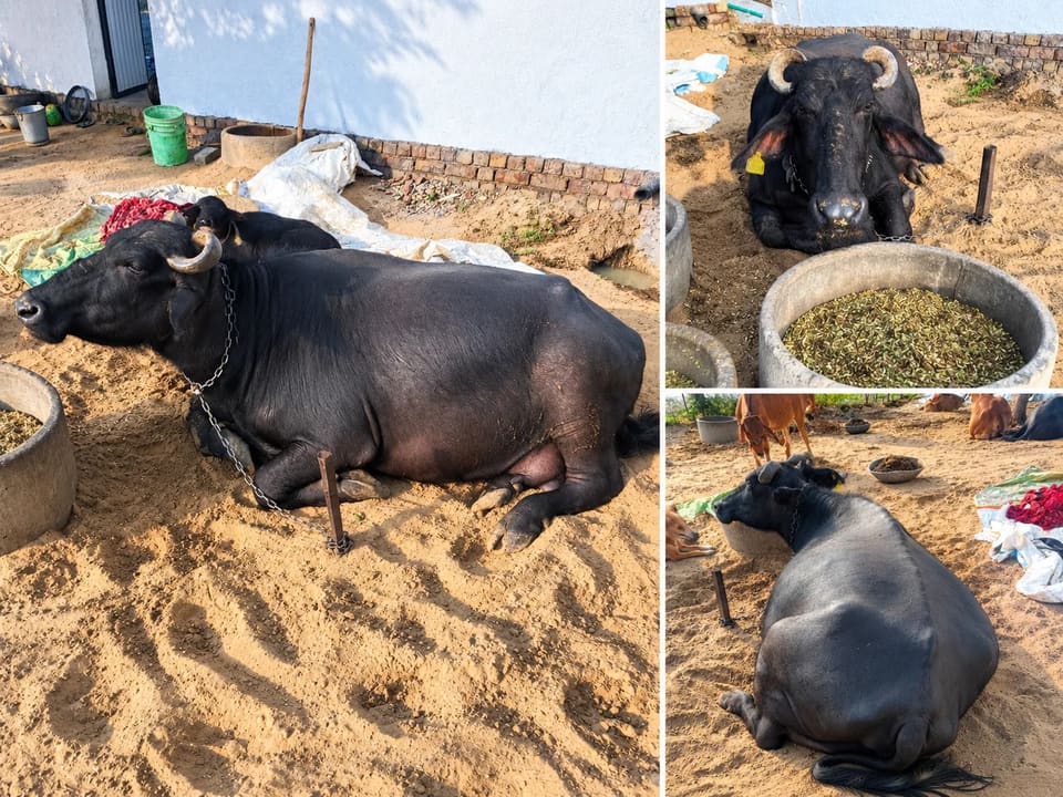 Murrah Buffalo in  RAJASTHAN