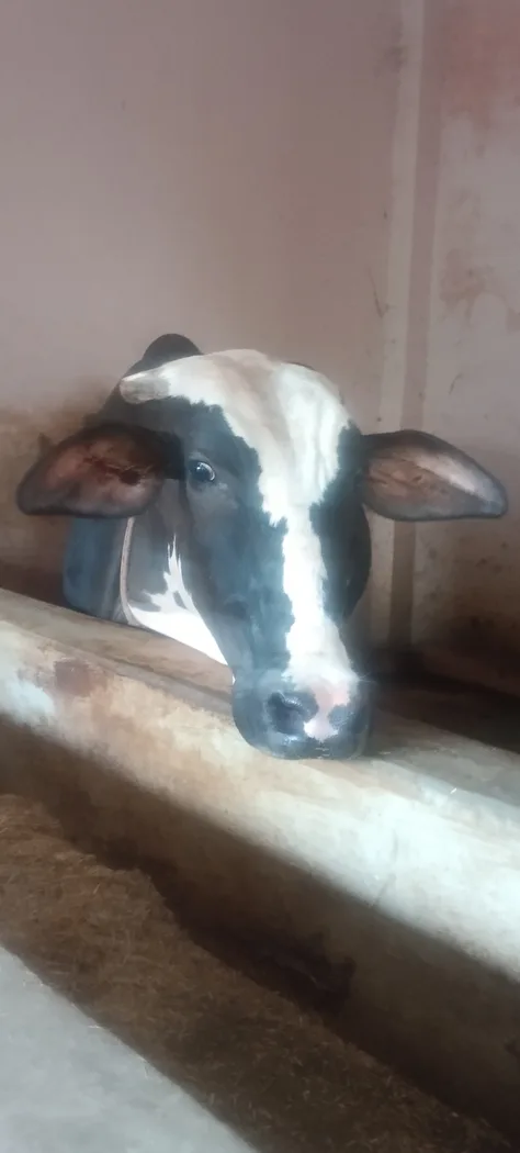 HF Cow in  UTTAR PRADESH