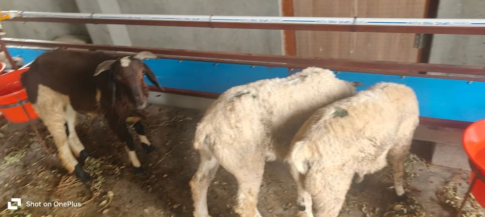 Sindhanoor Sheep in  ANDHRA PRADESH