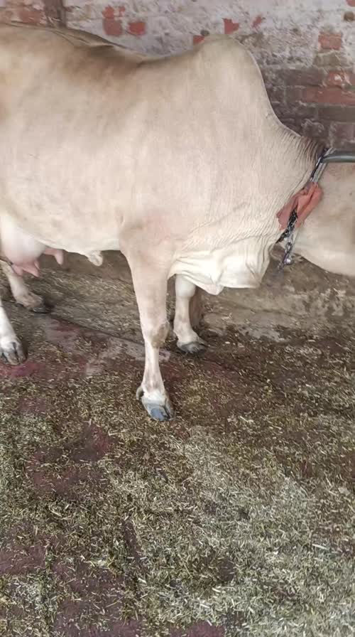 Sahiwal Cow S2006 in  HARYANA