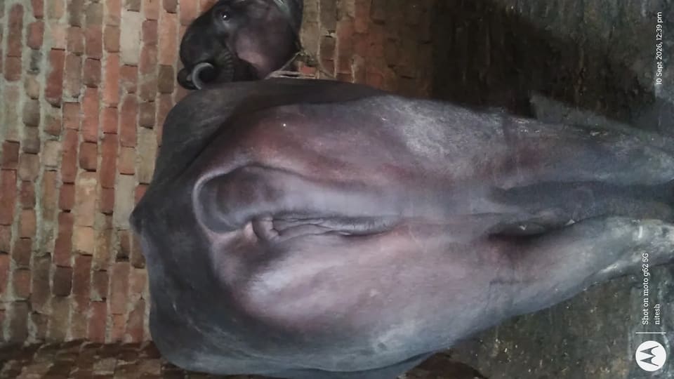 Murrah Buffalo in  UTTAR PRADESH