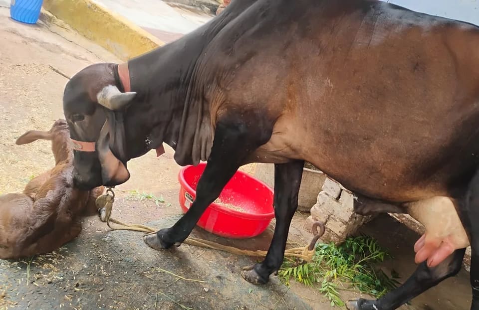 Gir Cow G2069 in  RAJASTHAN