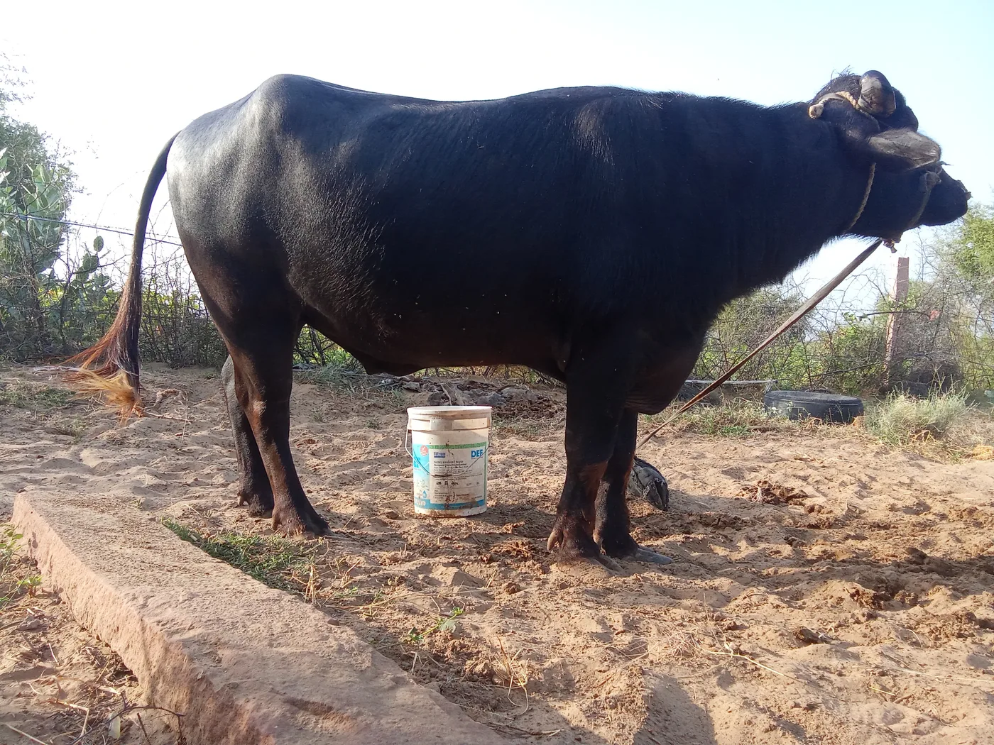 Others Buffalo in  RAJASTHAN