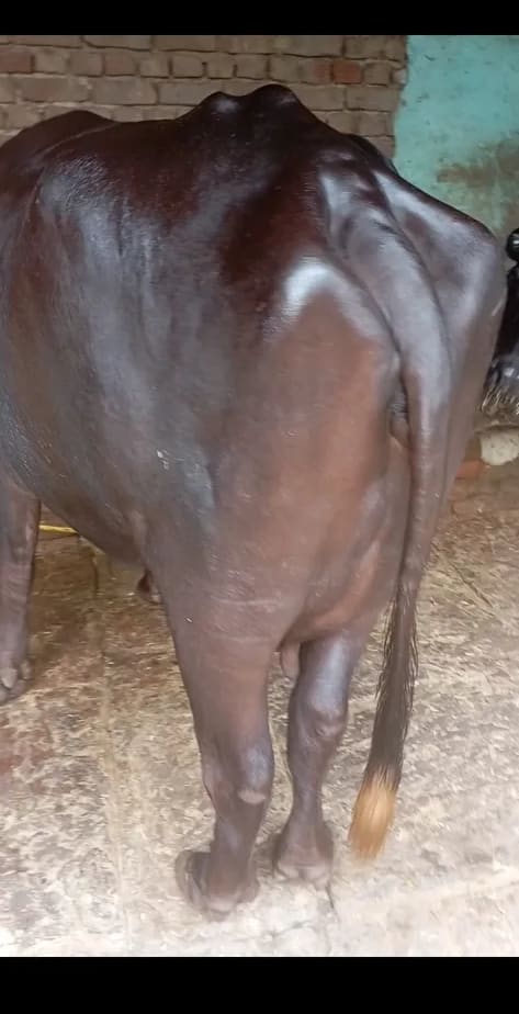 Banni  Buffalo in  UTTAR PRADESH