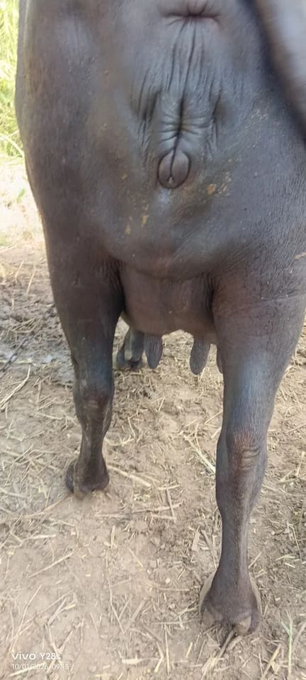 Others Buffalo in  RAJASTHAN