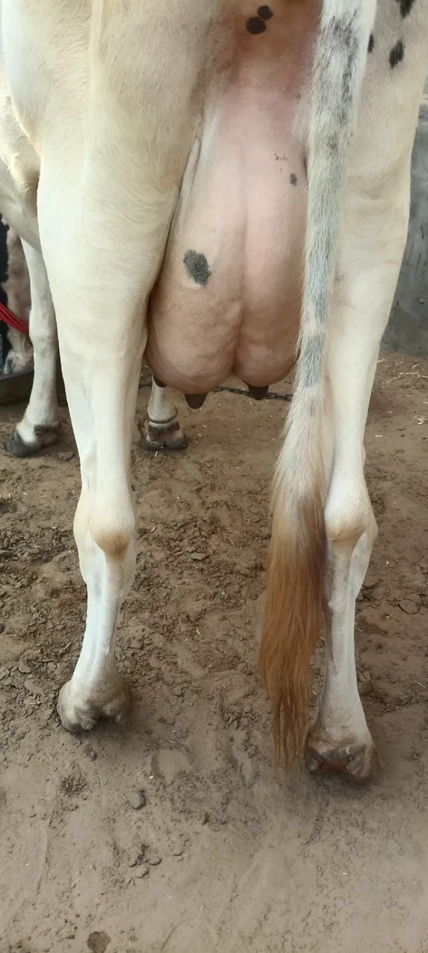HF Cow in  RAJASTHAN
