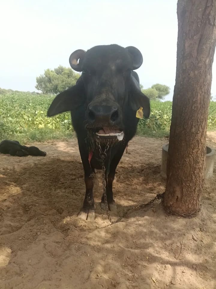 Others Buffalo in  RAJASTHAN