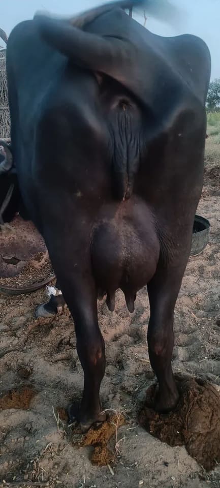 Mura Buffalo O0647 in  RAJASTHAN