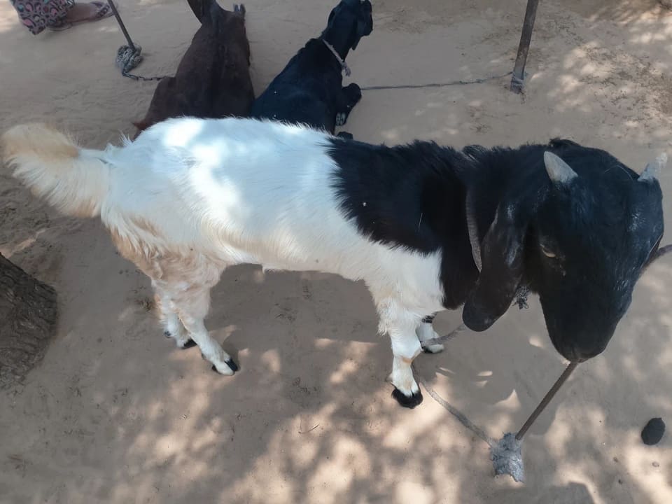 Barbari Goat B0501 in  RAJASTHAN