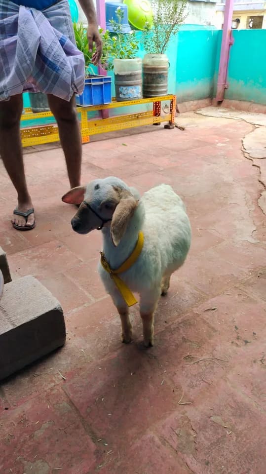 Bannur Sheep B0256 in  TAMIL NADU