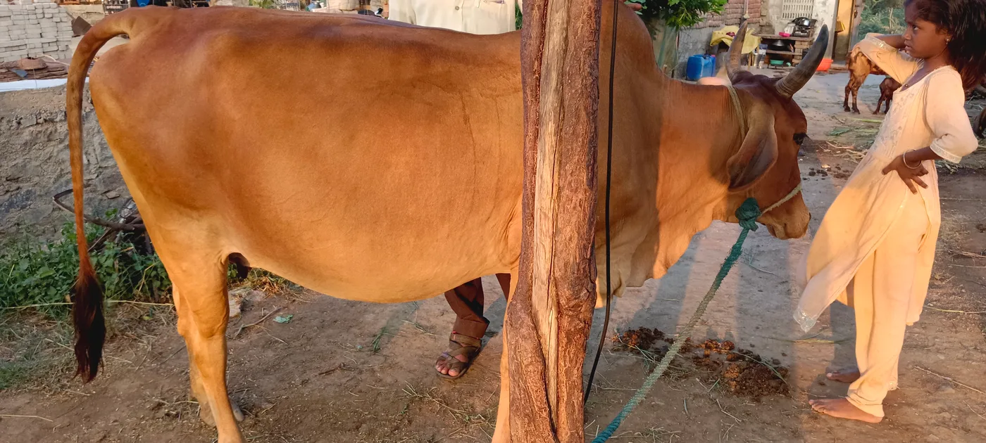 Hariyana Cow H0302 in  RAJASTHAN