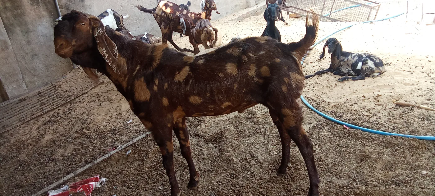 Sirohi Goat S0571 in  RAJASTHAN