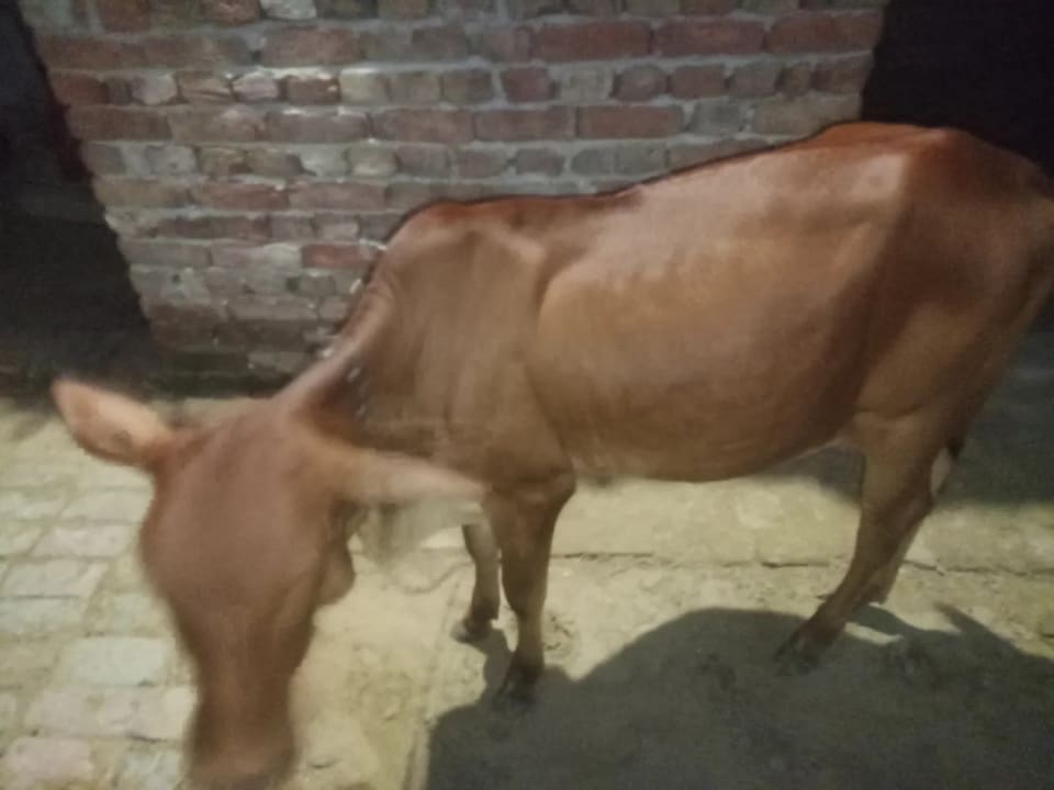 Gir Heifer Cow G2096 in  HARYANA